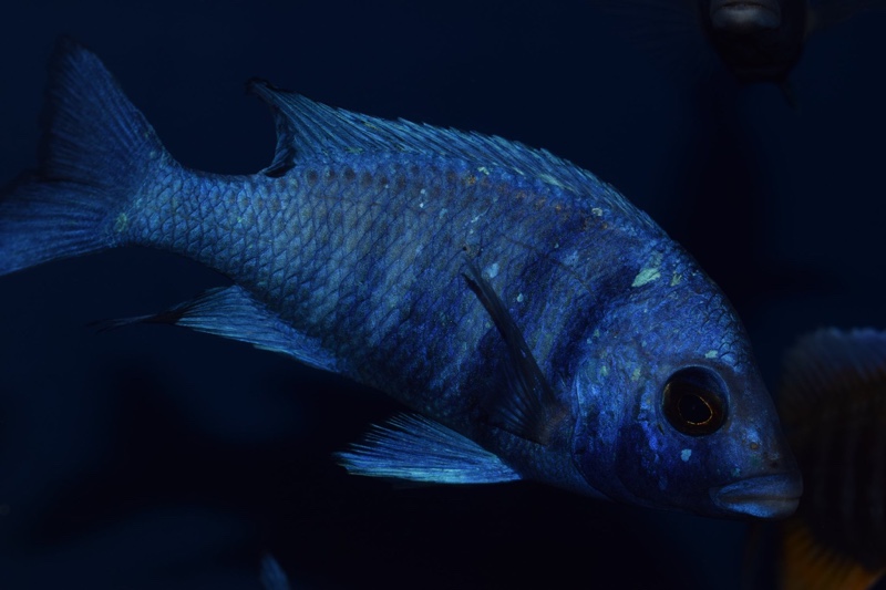 Placidochromis sp. 'phenochilus tanzania'